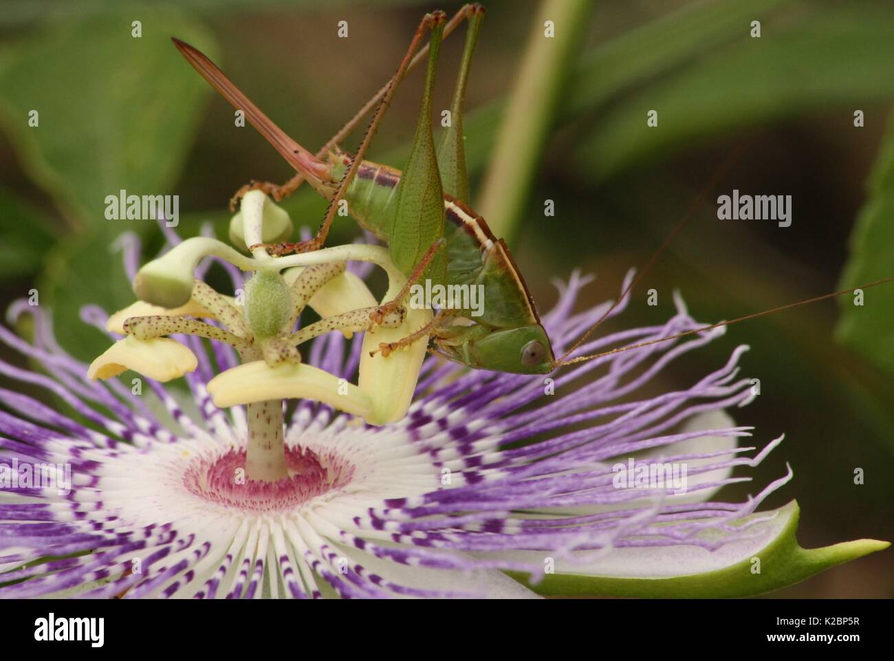 A green grasshopper or katydid climbing on and eating a beautiful purple Passion Flower found in a meadow while hiking in the Ocala, Florida area. Stock Photo