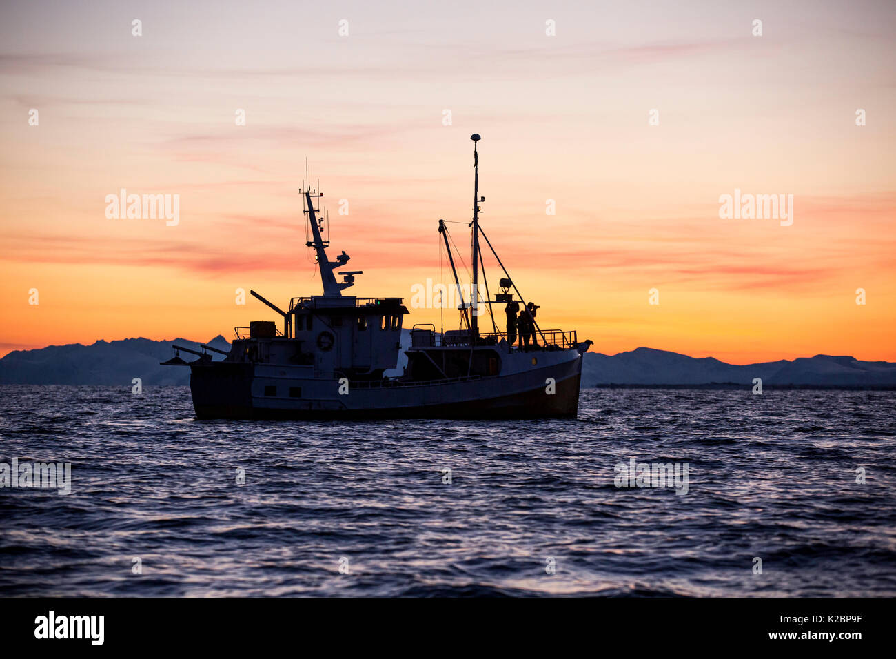 Fishing boat on fjord at dusk looking for killer whales, Andenes, Andoya island, North Atlantic Ocean, Norway. January 2016. Stock Photo