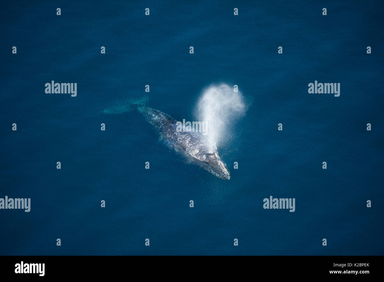 Gray whale (Eschrichtius robustus) aerial view of whale migration, Coast of California, USA, Eastern Pacific Ocean Stock Photo