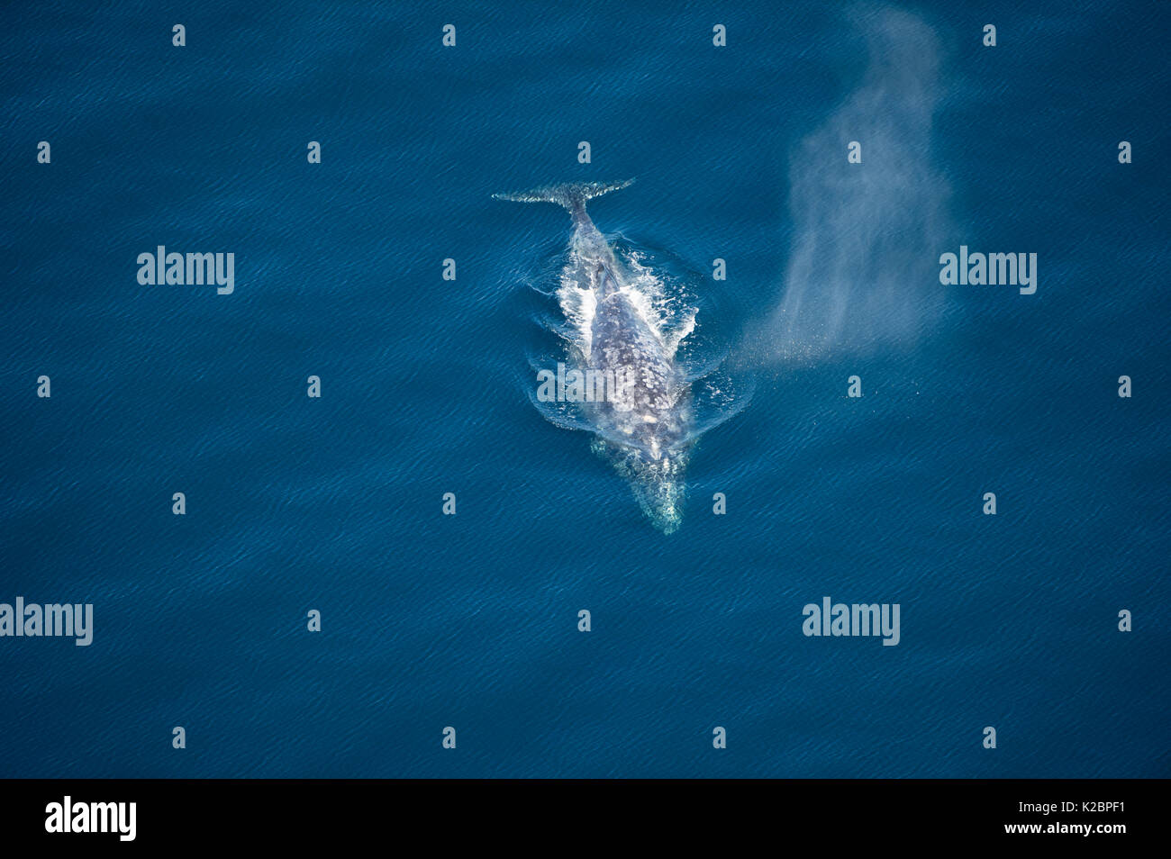 Gray whale (Eschrichtius robustus) aerial view of whale migration, Coast of California, USA, Eastern Pacific Ocean Stock Photo