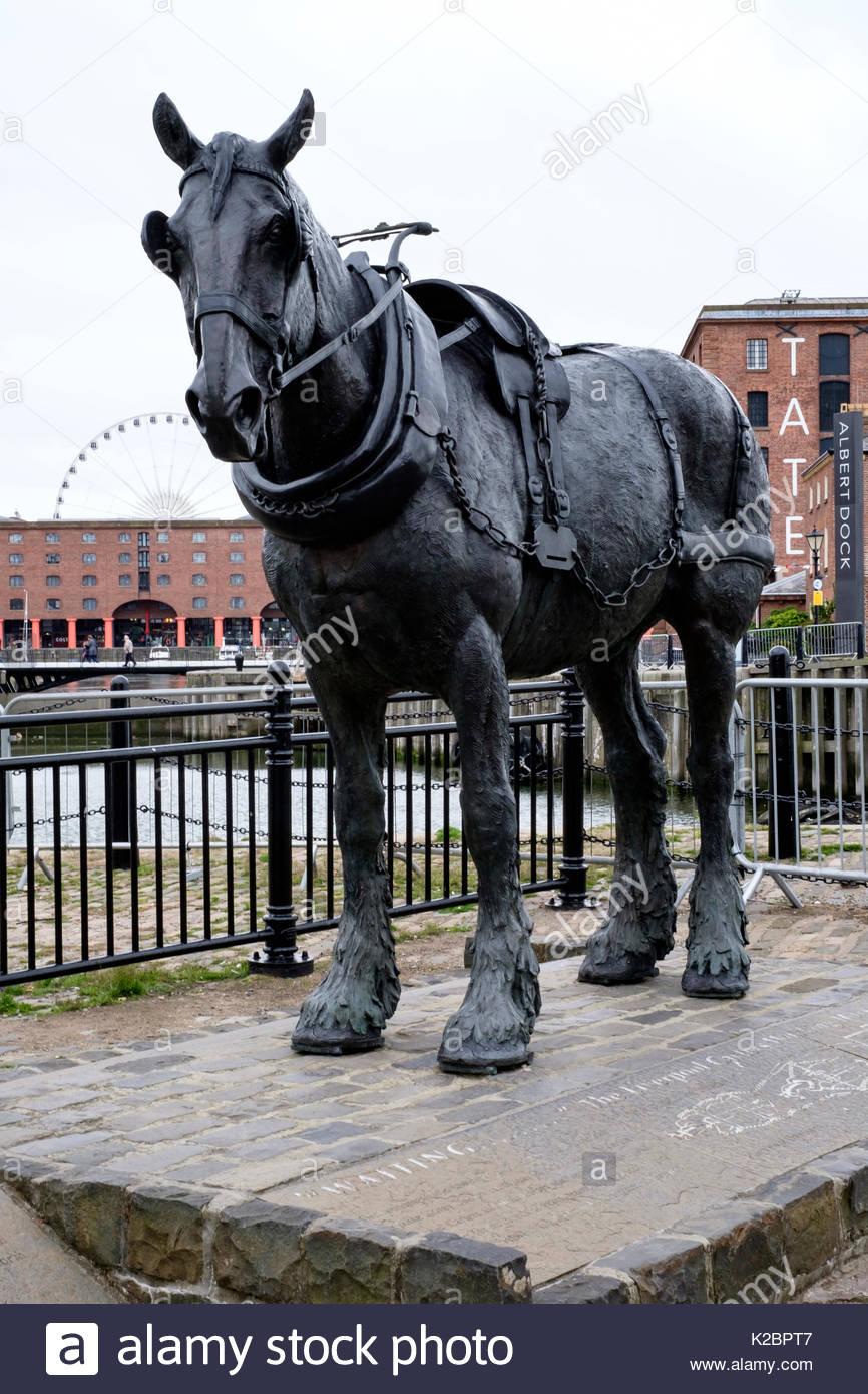 Dock Horses Stock Photos & Dock Horses Stock Images Alamy