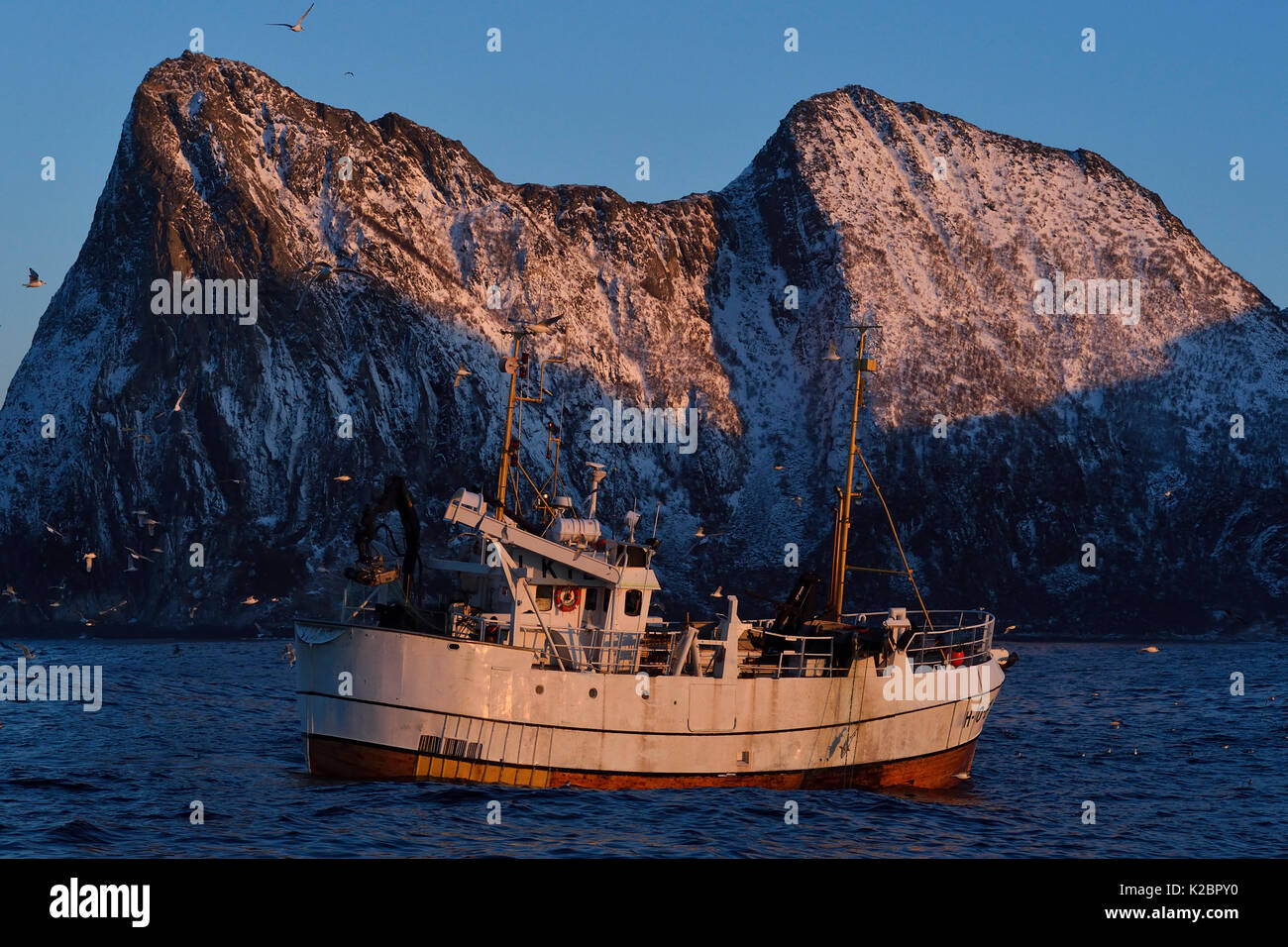 Fishing boat fishing for Cod (Gadus morhua), that come to feed on herring in the winter, Senja, Troms county, Norway, January 2015. All non-editorial uses must be cleared individually. Stock Photo