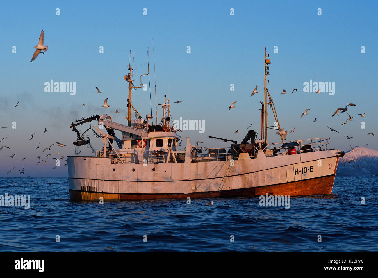 Fishing boat fishing for Cod (Gadus morhua), that come to feed on herring in the winter, Senja, Troms county, Norway, January 2015. All non-editorial uses must be cleared individually. Stock Photo