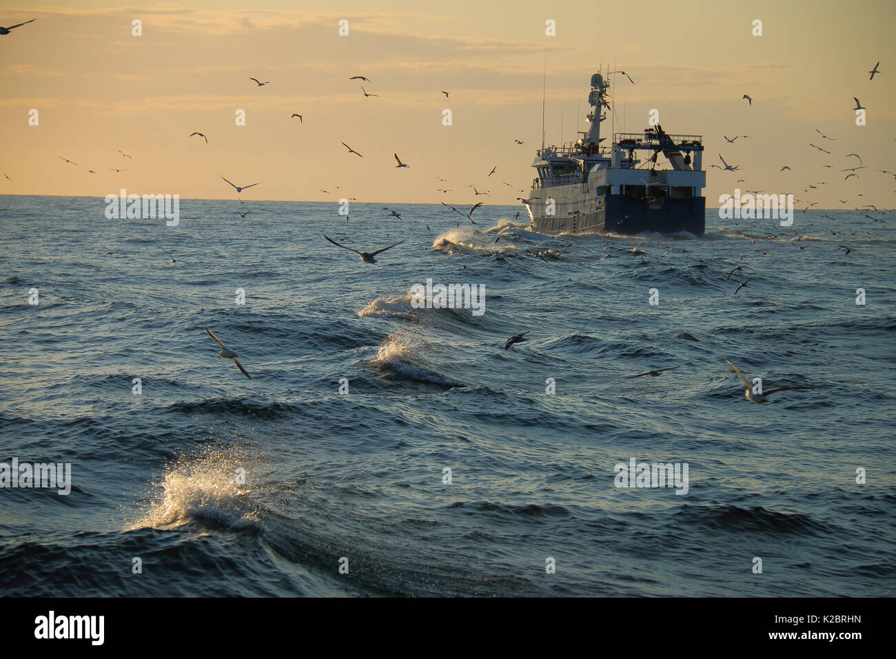 Fishing vessel 'Ocean Harvest' returning home, North Sea, UK, August 2014. Property released.  All non-editorial uses must be cleared individually. Stock Photo