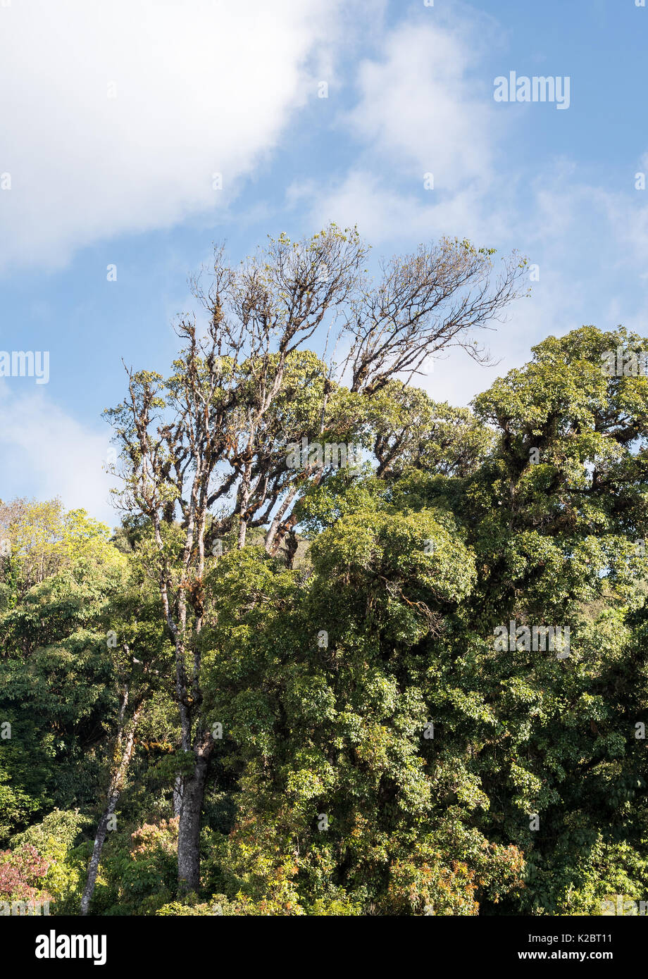 High branch tree with the lichen (Usnea exasperata) is look lile the