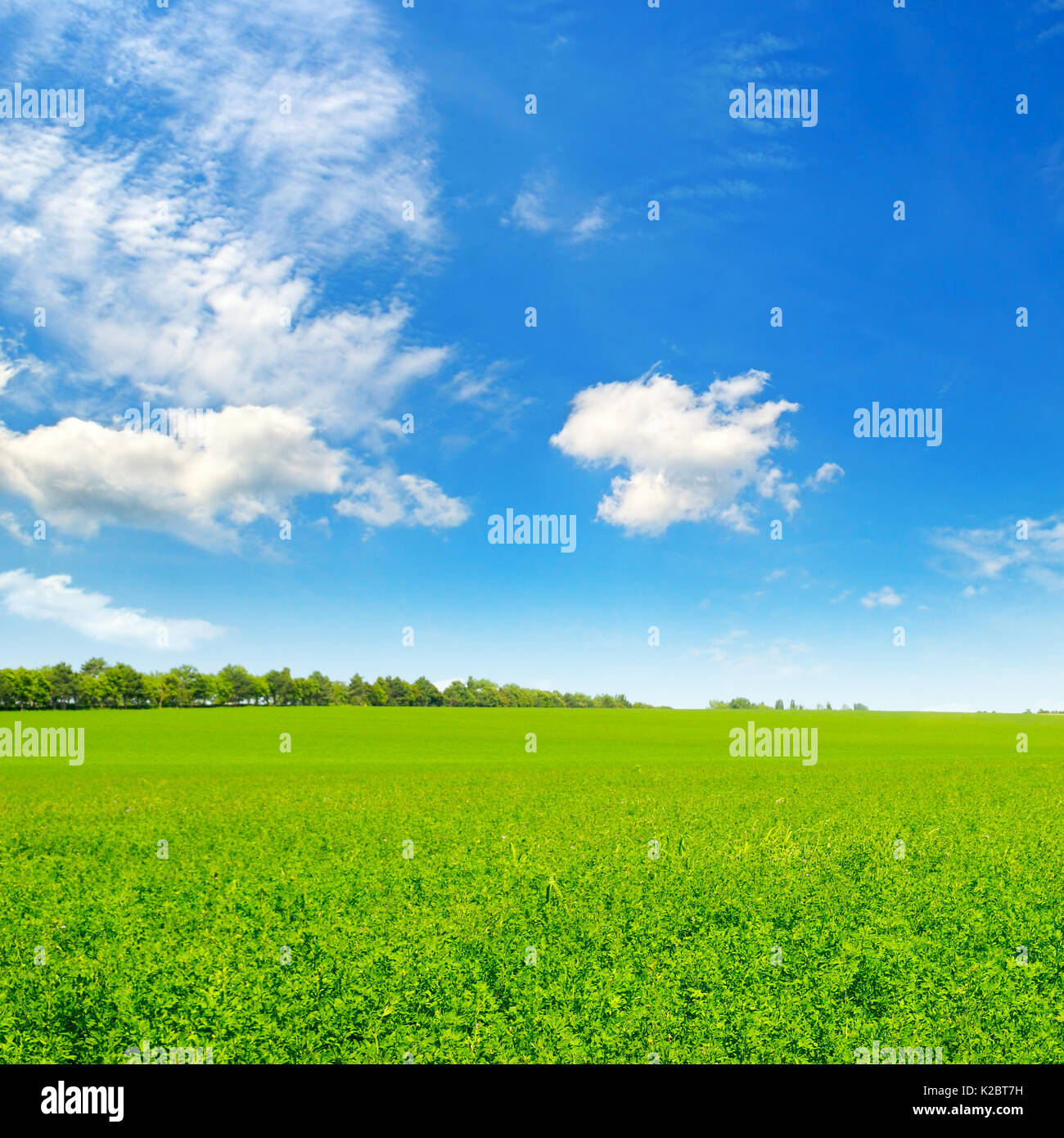 green field and blue sky with light clouds Stock Photo - Alamy