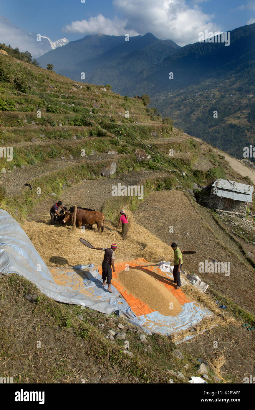 Farmers winnowing wheat on terraced farmland,  near mountain village of Ghandruk, Modi Khola Valley, Himalayas, Nepal. November 2014. Stock Photo