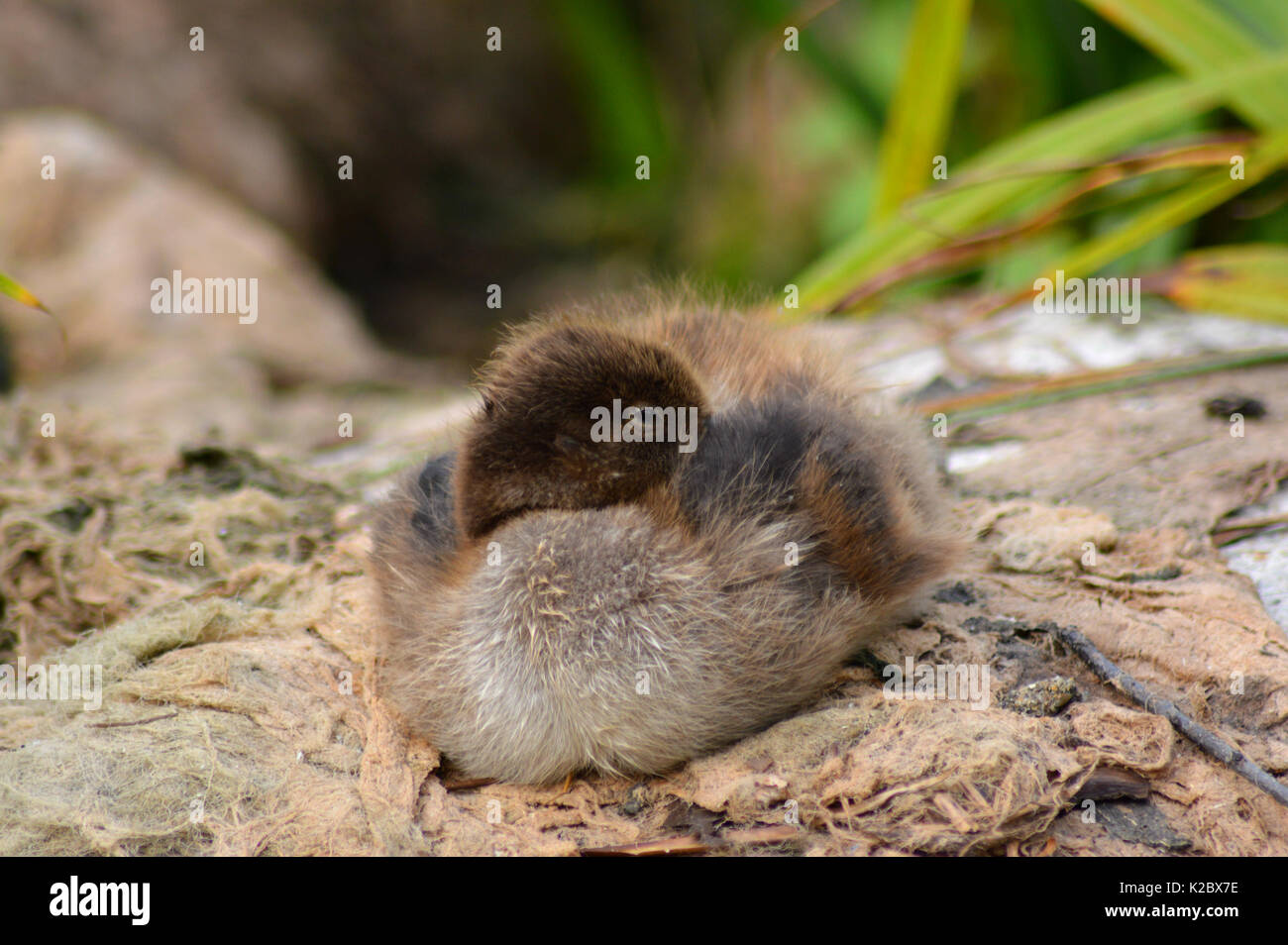 Cute duckling peeping out from under a wing Stock Photo