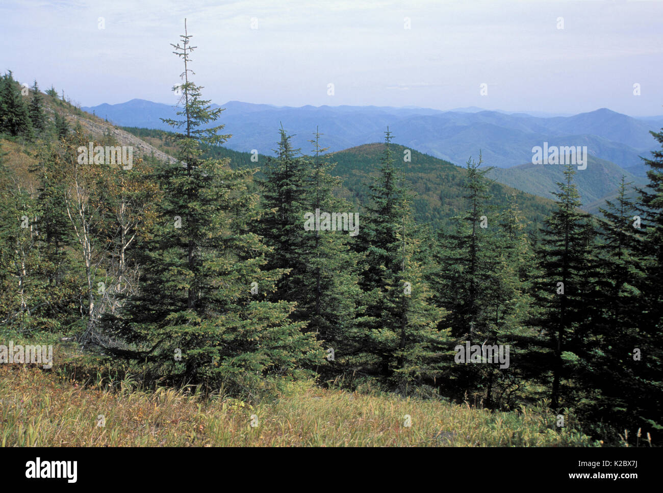 Yeddo spruce trees (Picea jezoensis) Amur Region, Russia. Stock Photo