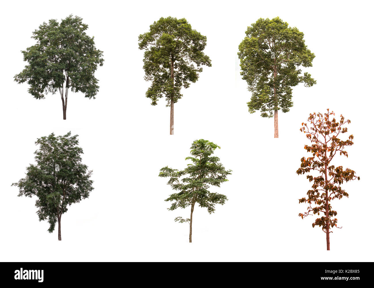 set of green trees isolated on white background Stock Photo - Alamy