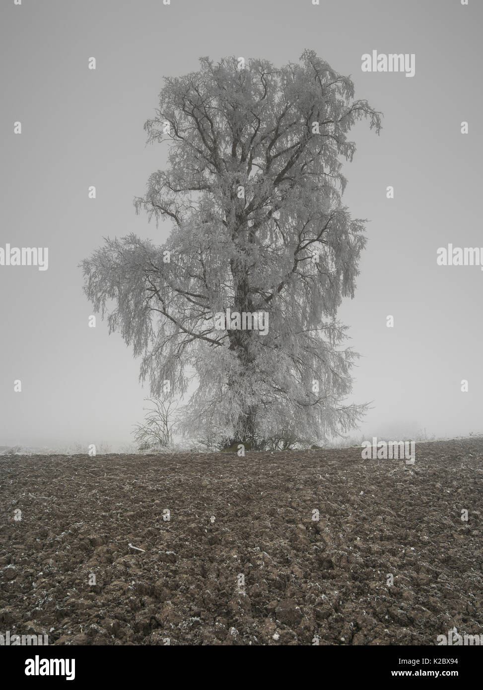 European white elm (Ulmus laevis) tree covered by hoarfrost, Picardy, France, January. Stock Photo
