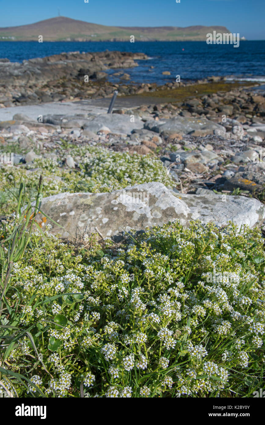 Common scurvy grass (Cochlearia officinalis) and coastal landscape, Shetland, Scotland, UK, May 2013. Stock Photo
