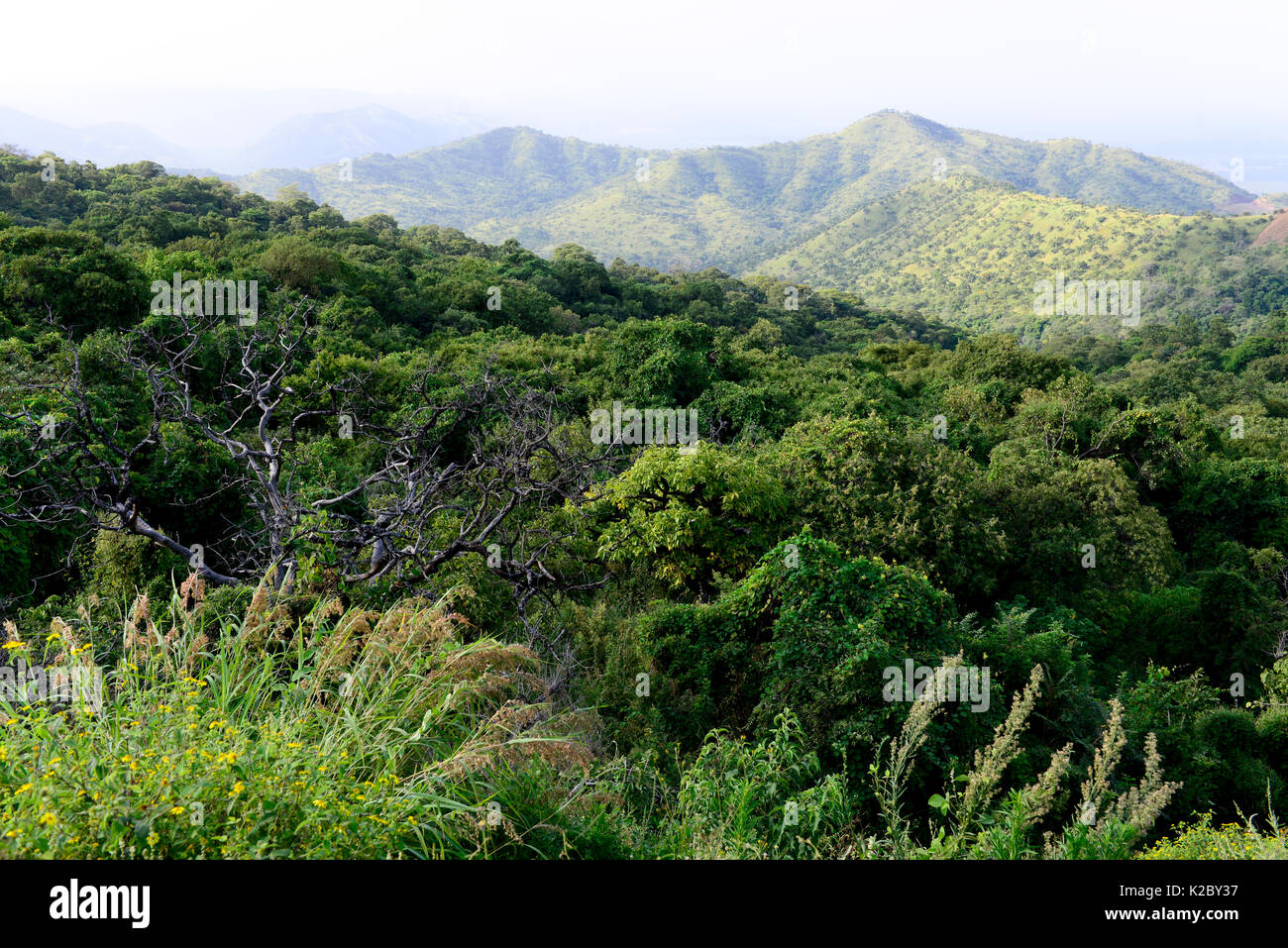 Forest landscape in Mago National Park. South Omo Valley. Mursi territory. Ethiopia, November 2014 Stock Photo