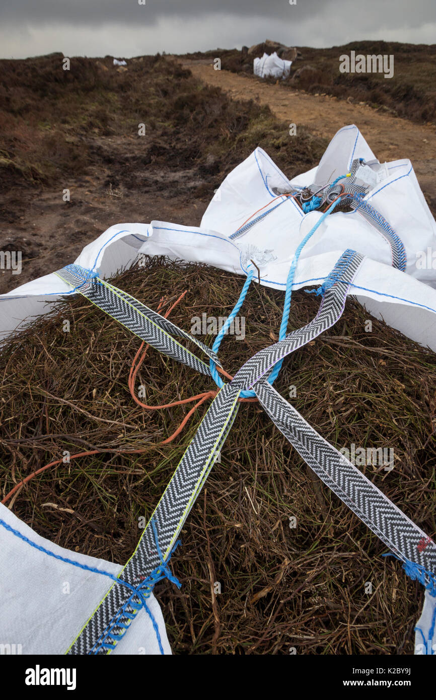 Moorland restoration works, carried out in partnership between Moors for the Future and Natural England to restore the eroded footpath along Derwent Edge, Eroded moorland surrounding the path is being re-vegetated using heather brash, seen here in white helicopter bags. Peak District National Park, Derbyshire, UK. March 2015. Stock Photo