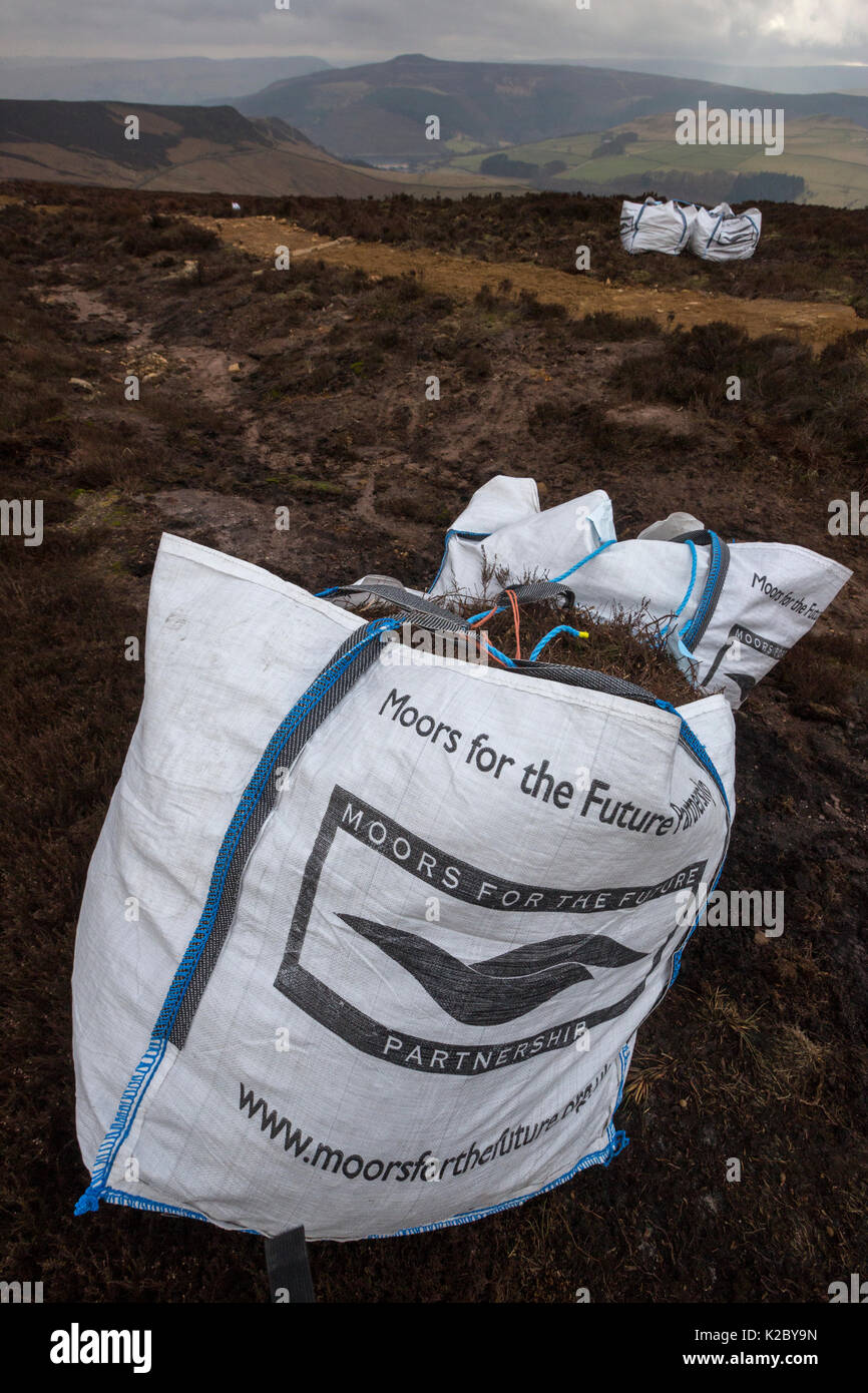 Moorland restoration works, carried out in partnership between Moors for the Future and Natural England to restore the eroded footpath along Derwent Edge, Eroded moorland surrounding the path is being re-vegetated using heather brash, seen here in white helicopter bags. Peak District National Park, Derbyshire, UK. March 2015. Stock Photo