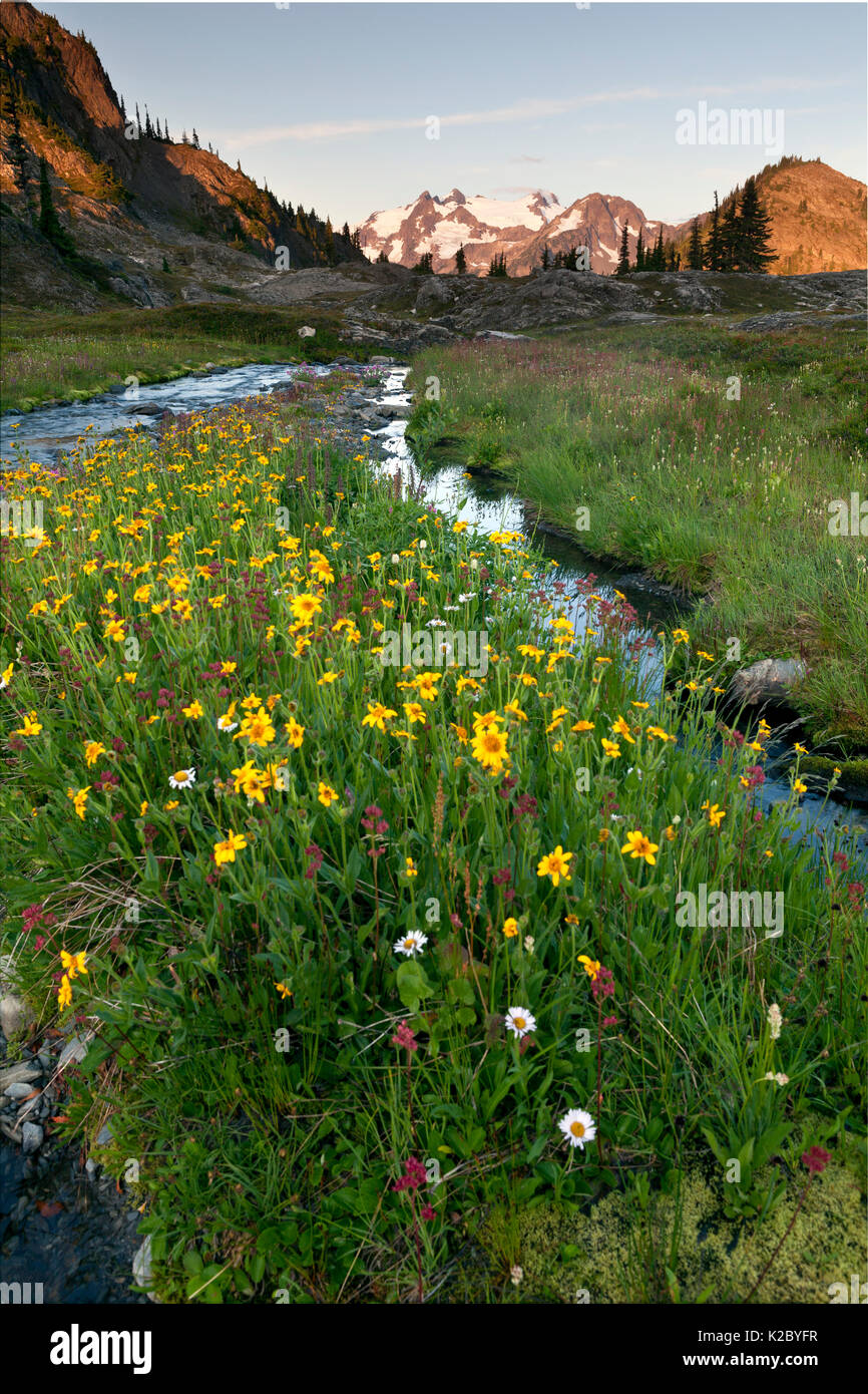 Wild flowers along a stream bed, Ferry Basin, Mount Olympus, Bailey Traverse, Olympic National Park, Washington, USA. August. Stock Photo