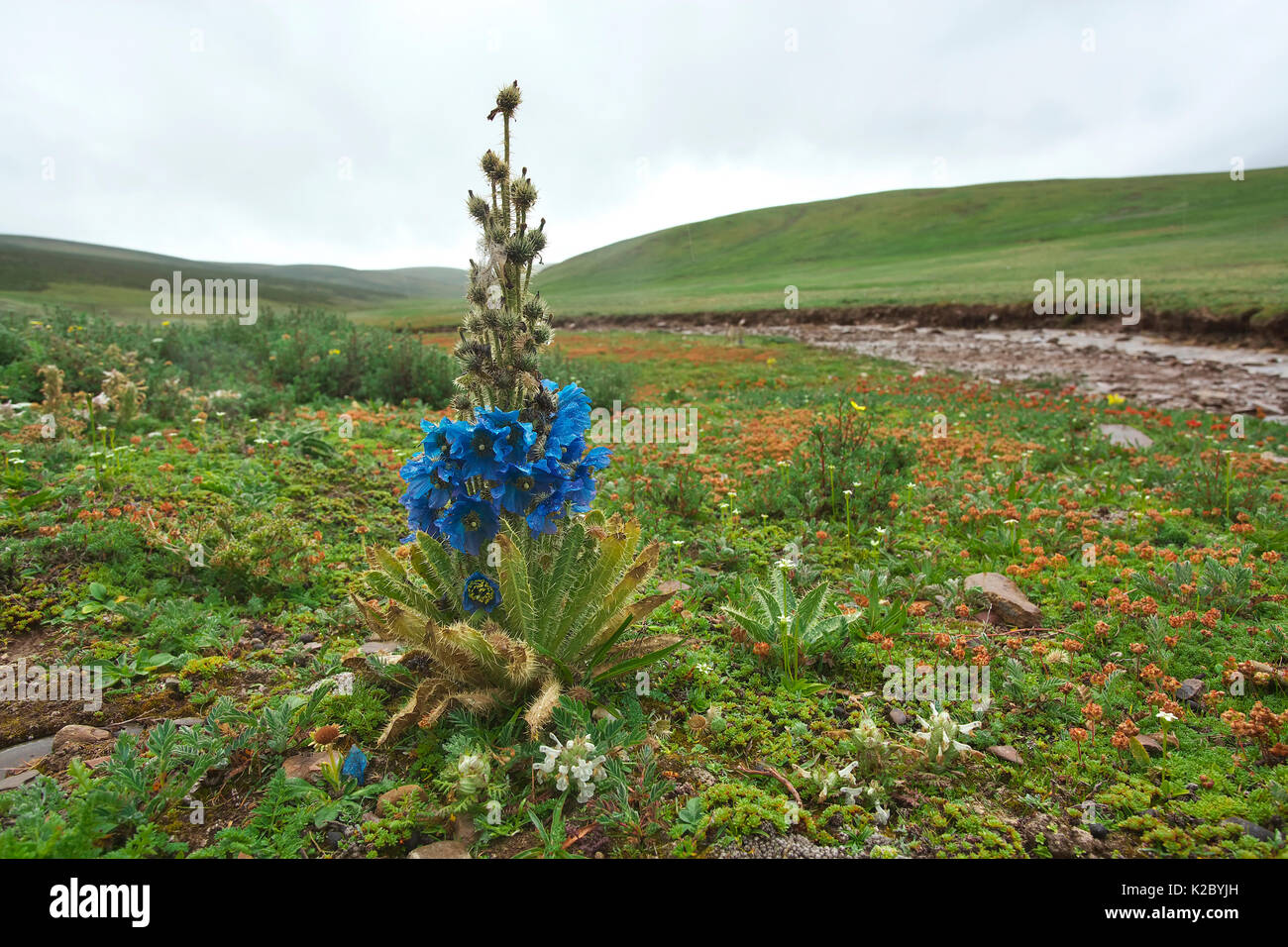 Prickly blue poppy (Meconopsis horridula ) Serxu, Shiqu county, Sichuan Province, Qinghai-Tibet Plateau, China. Stock Photo