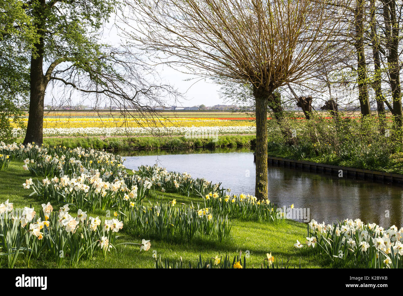 Keukenhof Gardens in Amsterdam, Holland. Beautiful tulips. Stock Photo