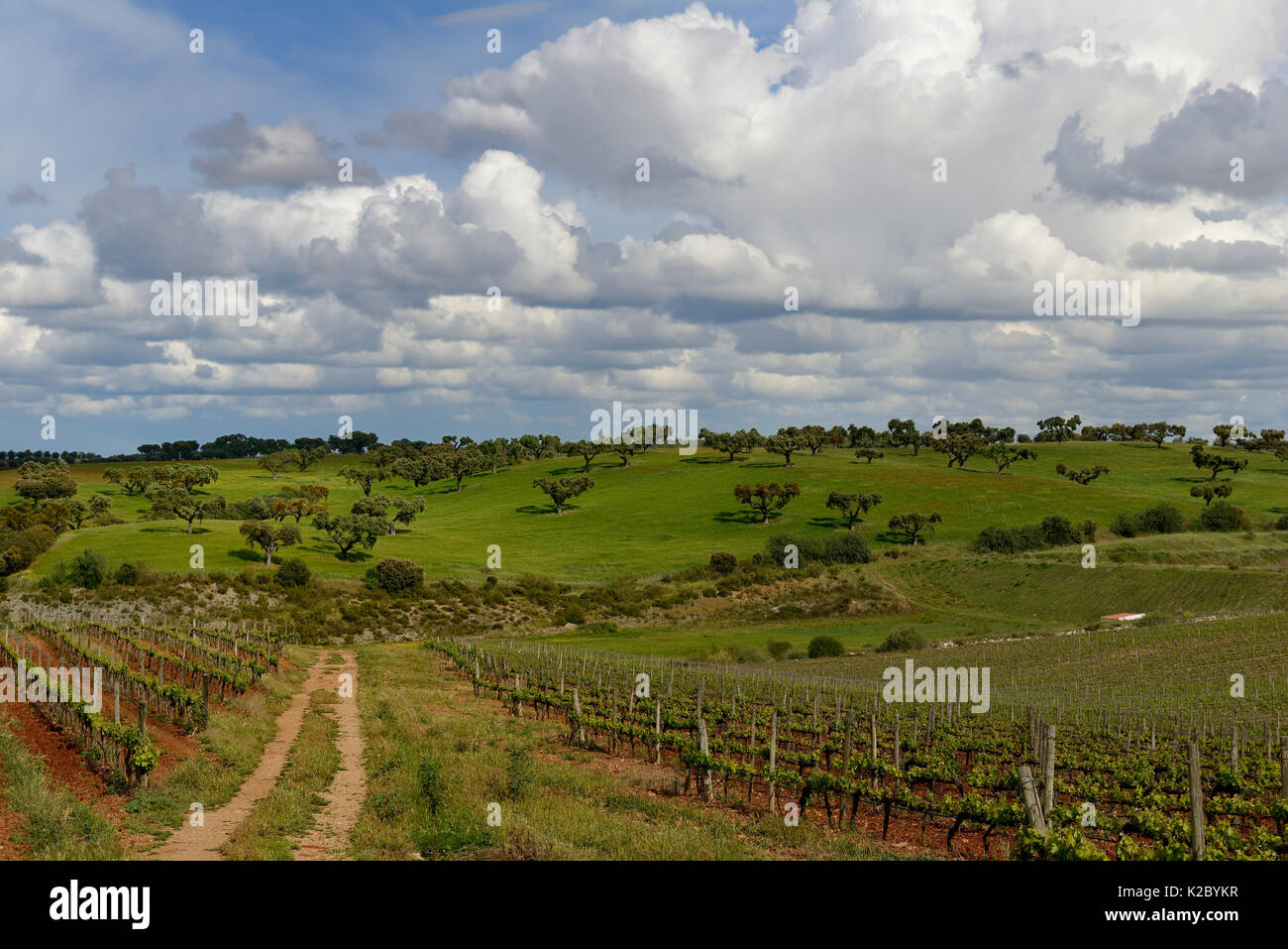 Country track with vineyards, Extremadura, Spain, April 2015. Stock Photo