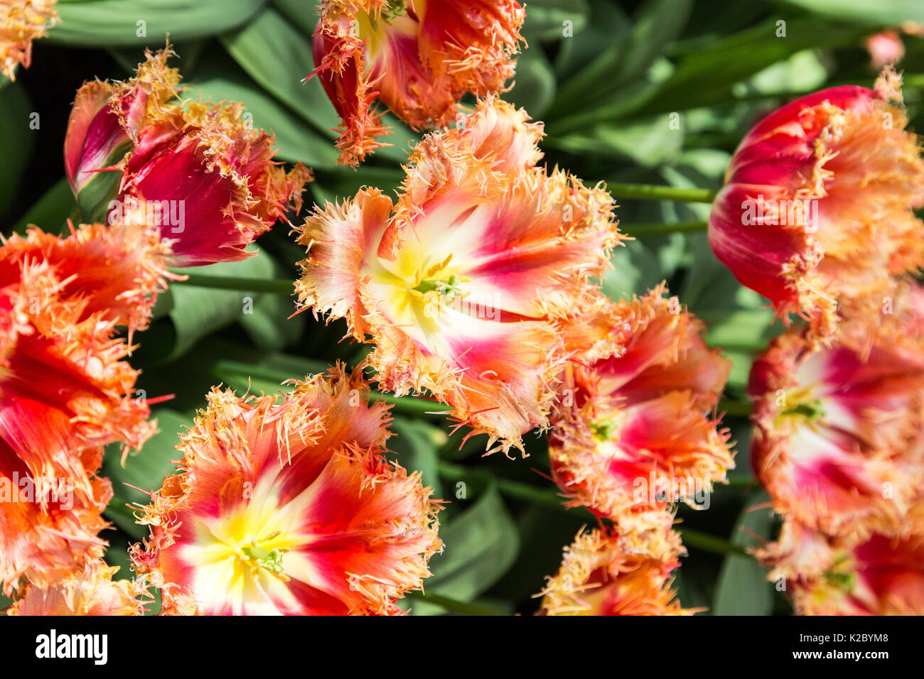 Keukenhof Gardens in Amsterdam, Holland. Beautiful tulips Stock Photo ...