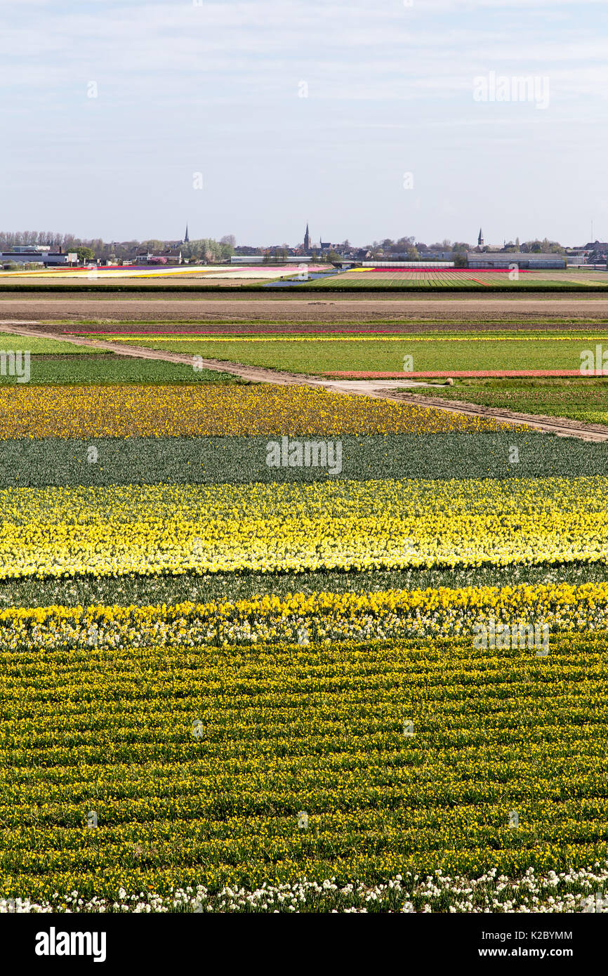 Keukenhof Gardens in Amsterdam, Holland. Beautiful tulips Stock Photo ...