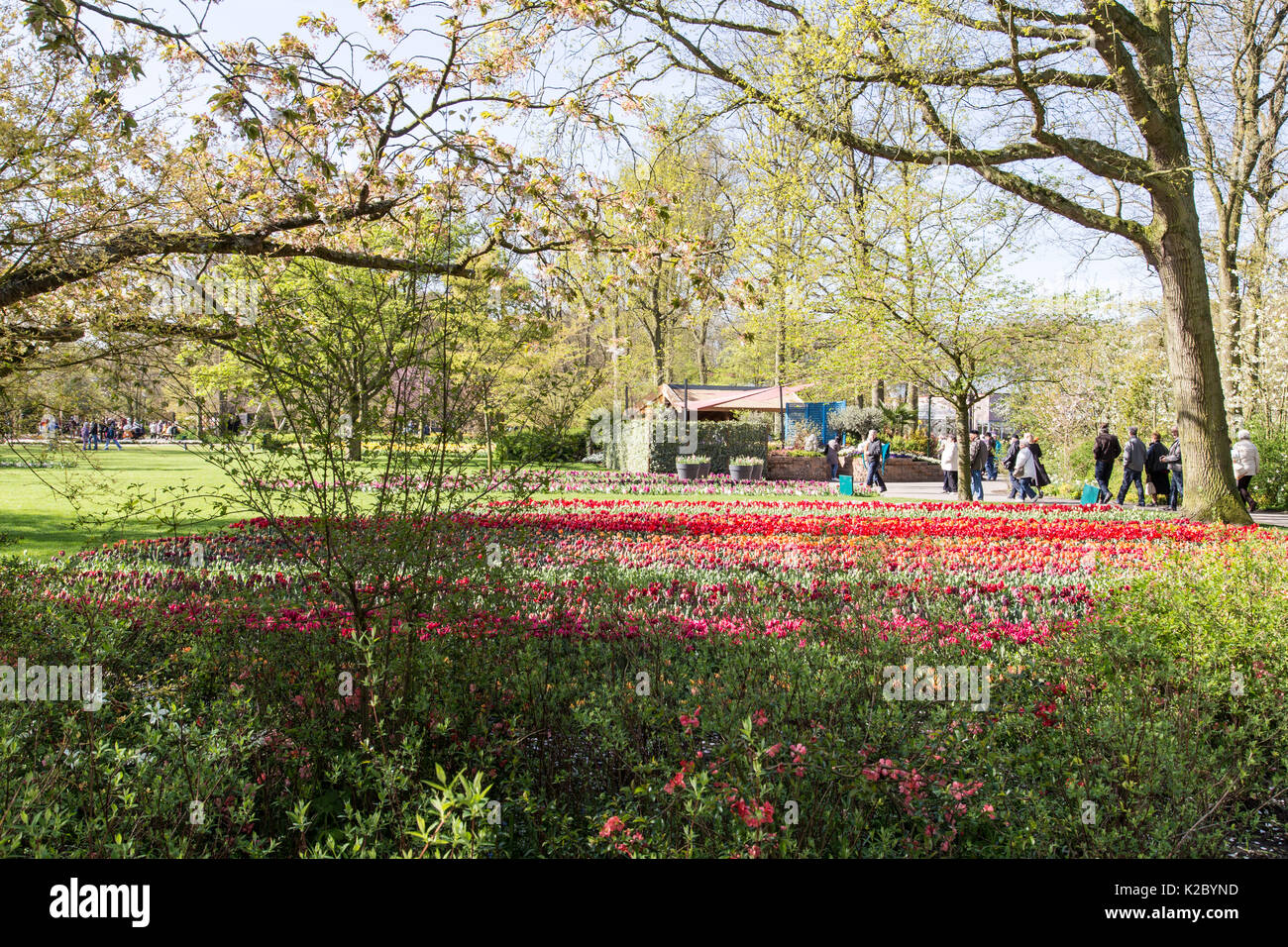 Keukenhof Gardens in Amsterdam, Holland. Beautiful tulips Stock Photo ...