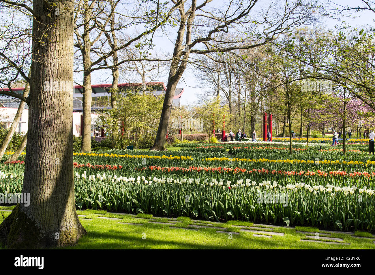 Keukenhof Gardens in Amsterdam, Holland. Beautiful tulips Stock Photo ...
