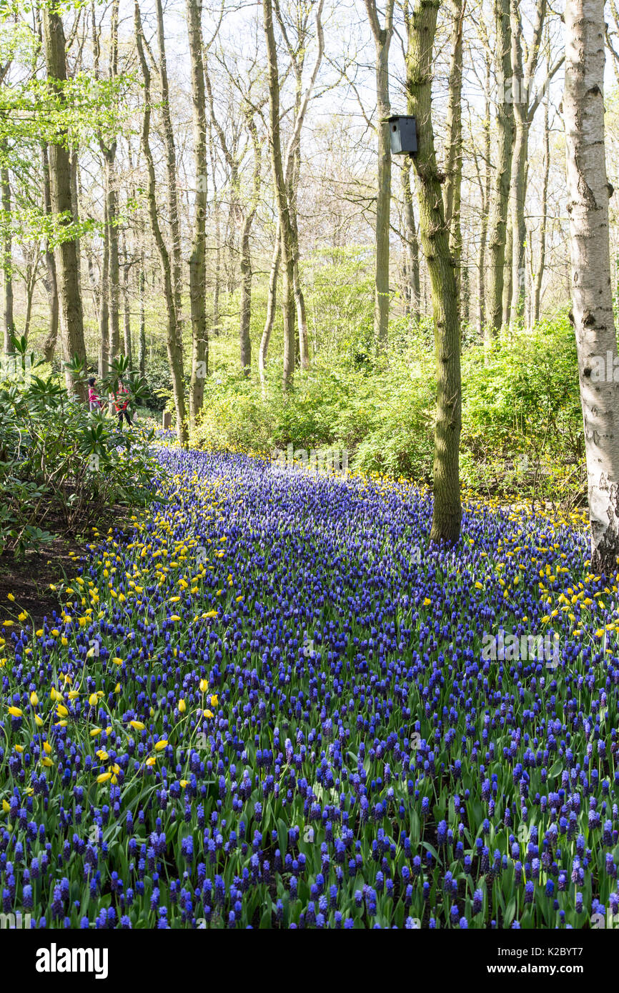Keukenhof Gardens in Amsterdam, Holland. Beautiful tulips Stock Photo ...