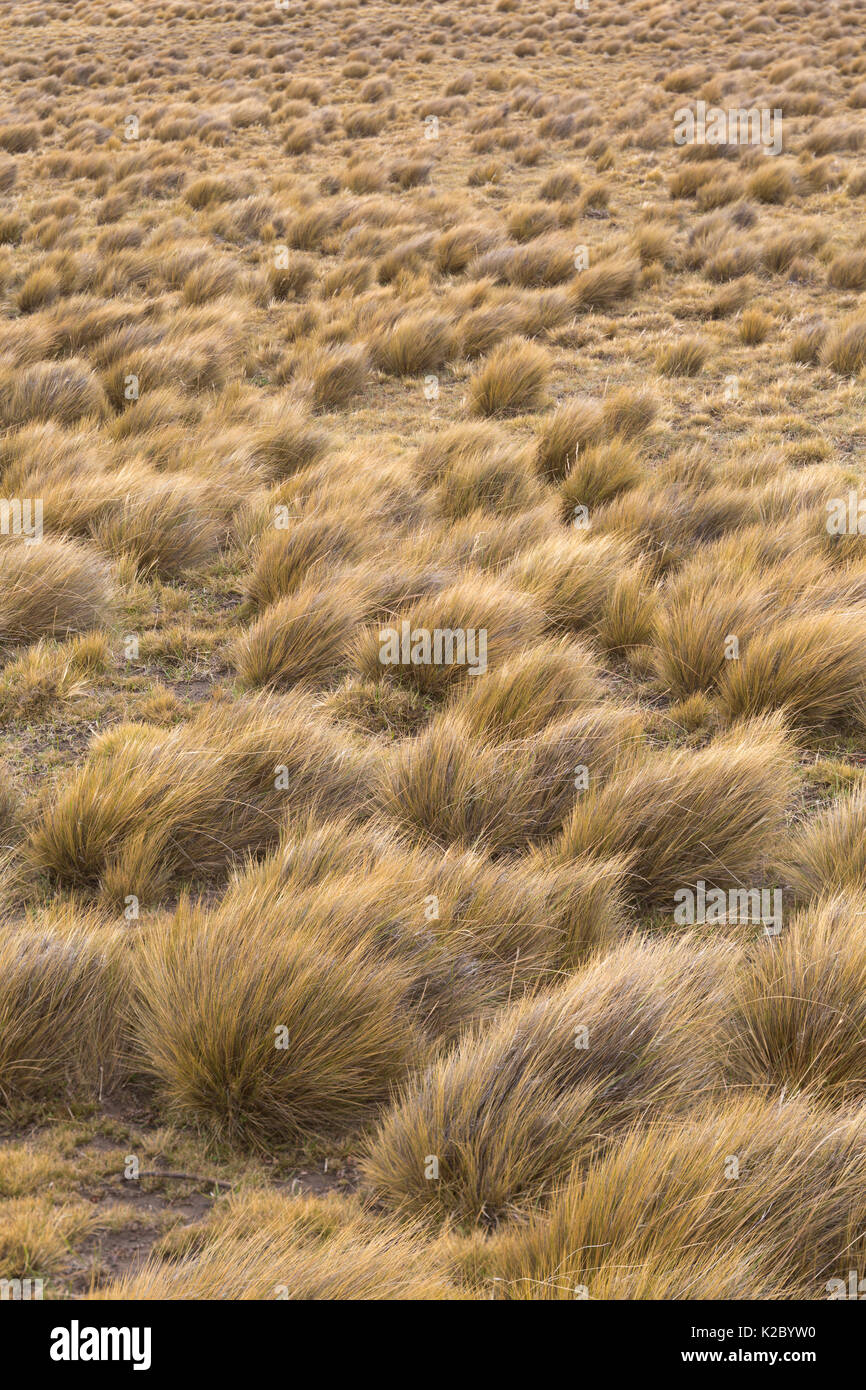 Pampas landscape with tussocks of grass, Patagonia, Chile. Stock Photo