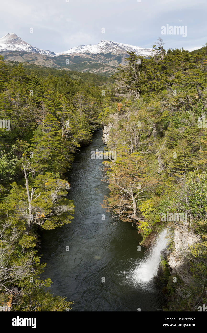 Southern beech forest (Nothofagus) surrounding river with waterfall, and mountains in the background.  Torres del Paine National Park, Chile. March. Stock Photo