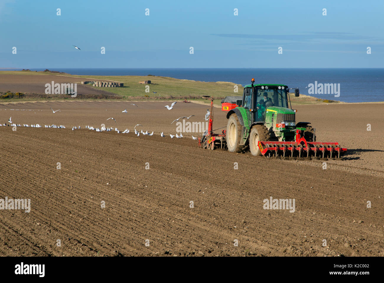 Tractor drilling barley at Weybourne, Norfolk, England, UK. February 2015. Stock Photo