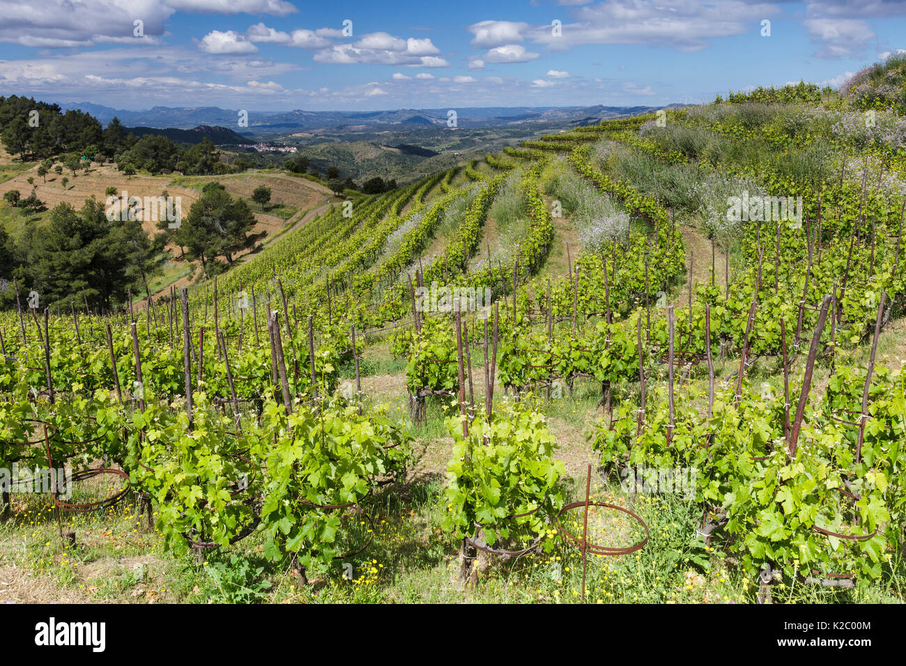 Vineyard landscape, Planes del Priorat Area of Natural Interest, Tarragona, Catalonia, Spain, May 2013. Stock Photo