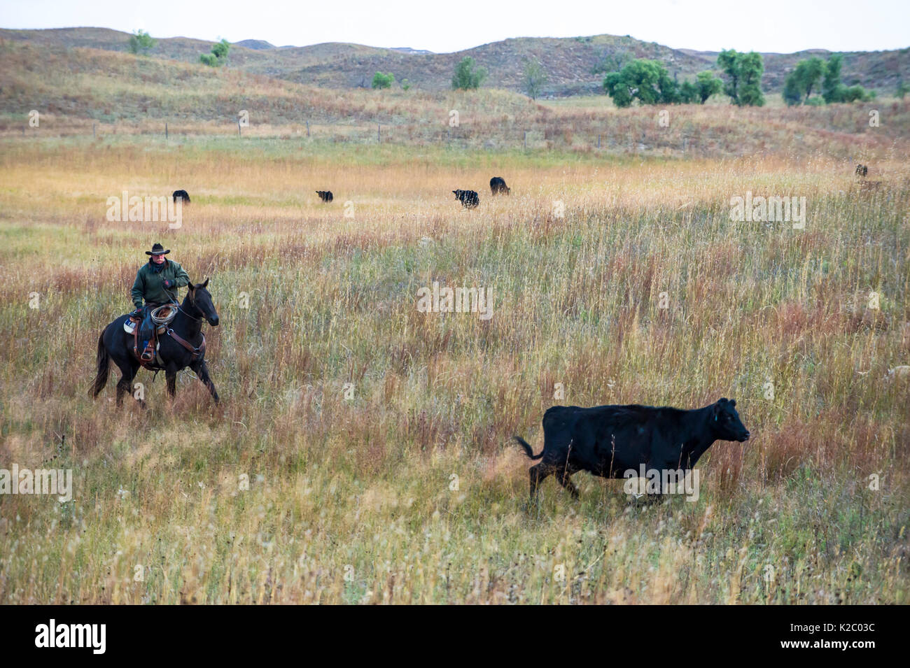 Switzer family herding cattle on horsesback on their ranch, Calamus Outfitters. Nebraska, USA, October 2014. Stock Photo