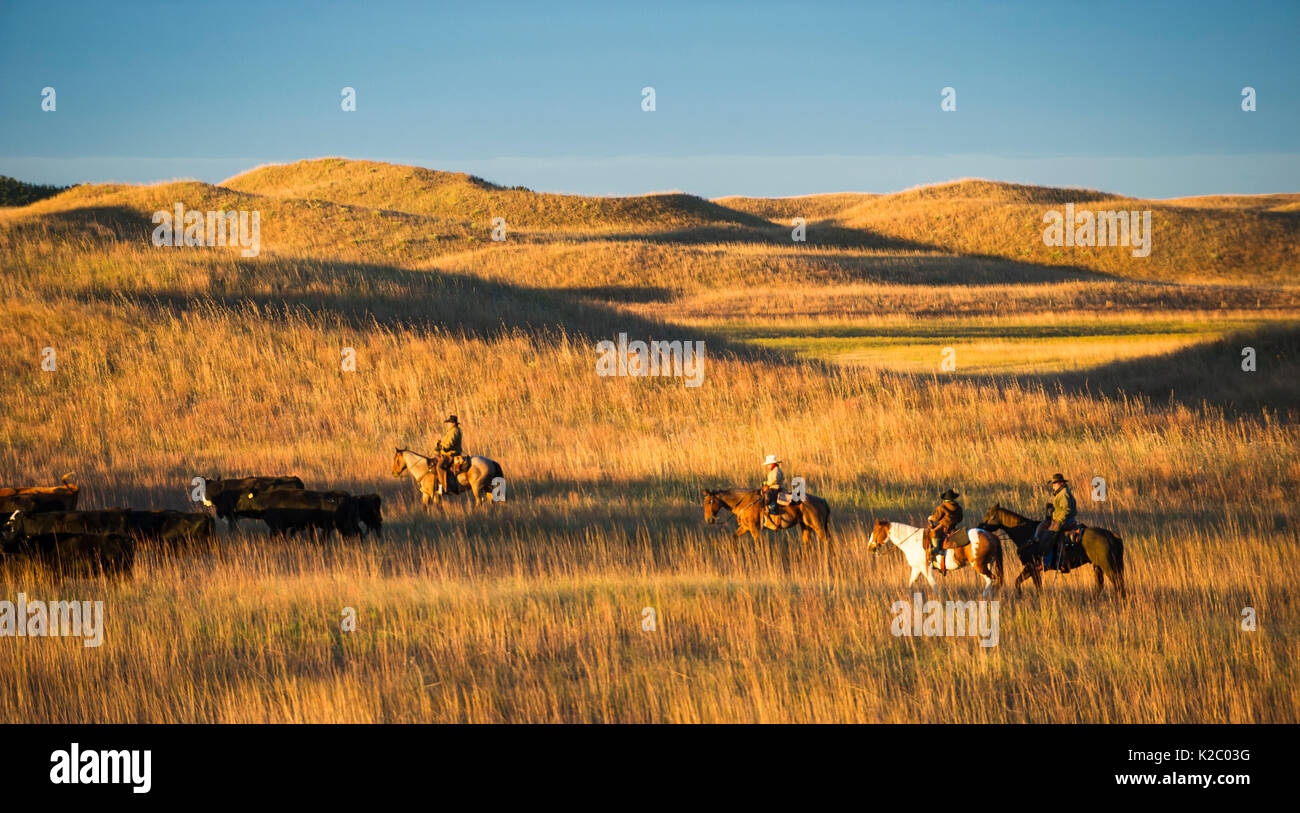 Switzer family herding cattle on horsesback on their ranch, Calamus Outfitters. Nebraska, USA, October 2014. Stock Photo