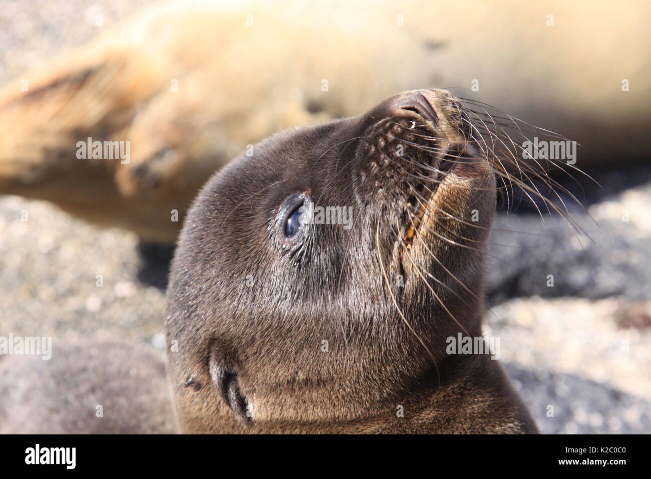 Sea lion On Fernandina Island, in the Galapagos Islands Stock Photo