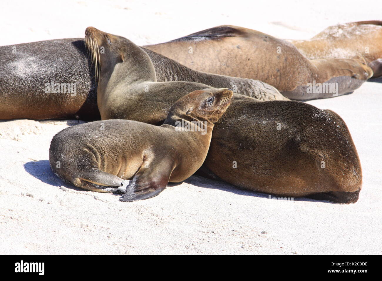 Resting sea lions on Mosquera Islet, Galapagos Islands Stock Photo