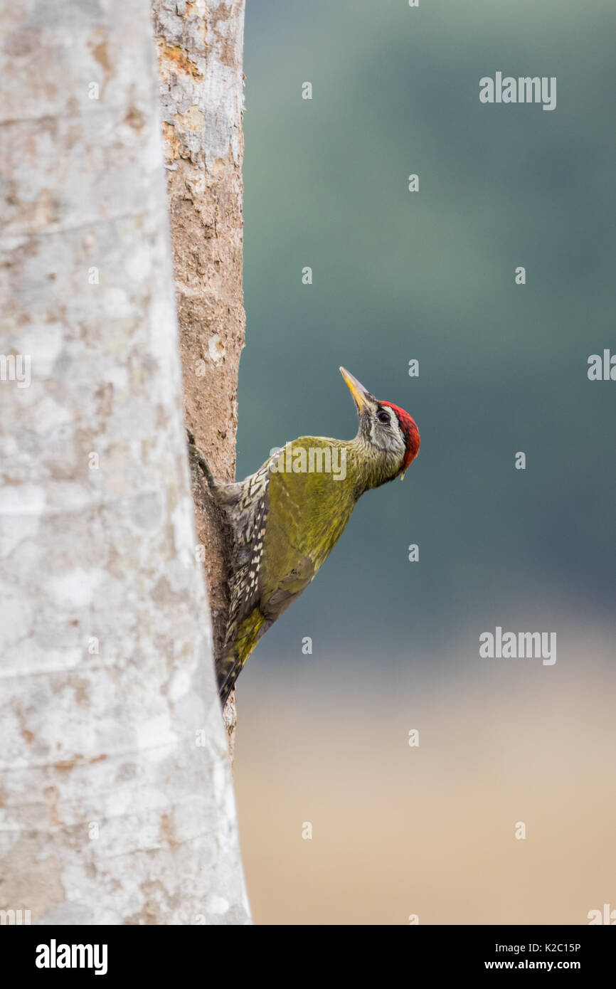 The scaly-bellied woodpecker (Picus squamatus)  on tree sideways in Kaziranga National Park Stock Photo
