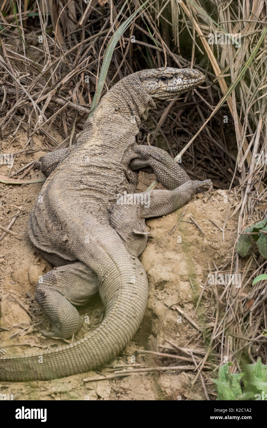 The Indian monitor Lizard (Varanus bengalensis) in the grasses of the Kaziranga National Park, Assam, India Stock Photo