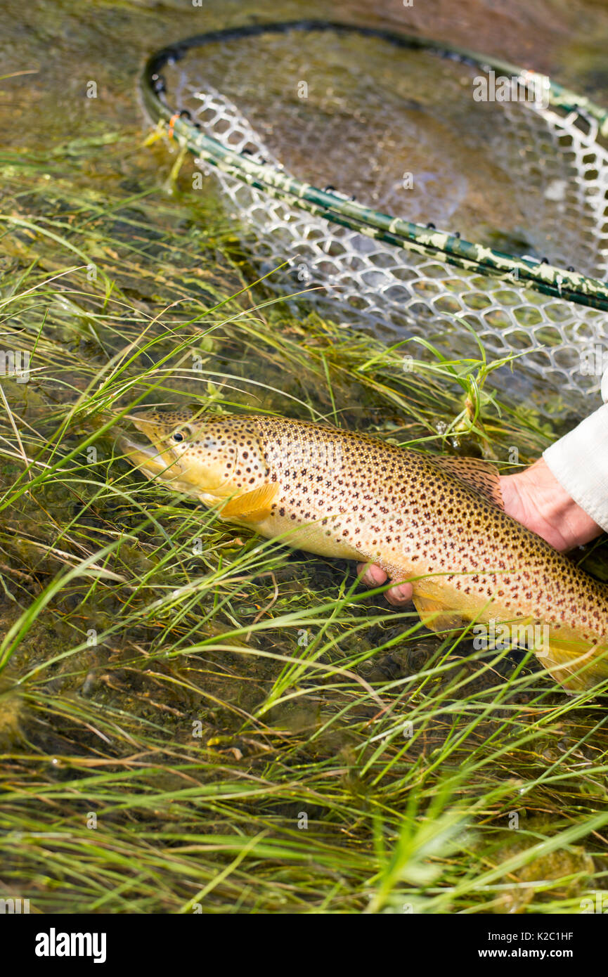 Releasing a Brown Trout on the Green River near Dutch John, Utah Stock