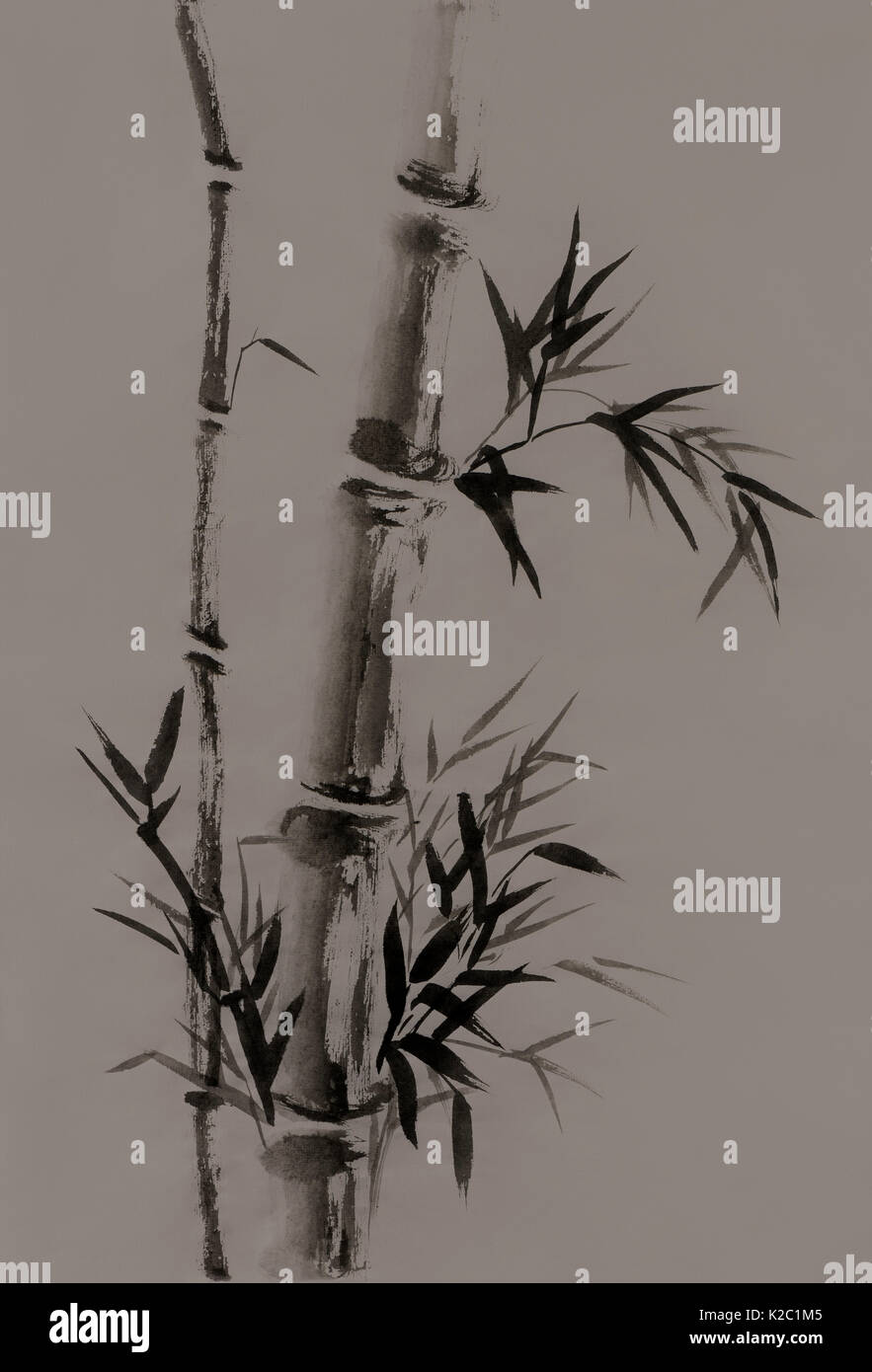License available at MaximImages.com - Bamboo stalk with leaves ...