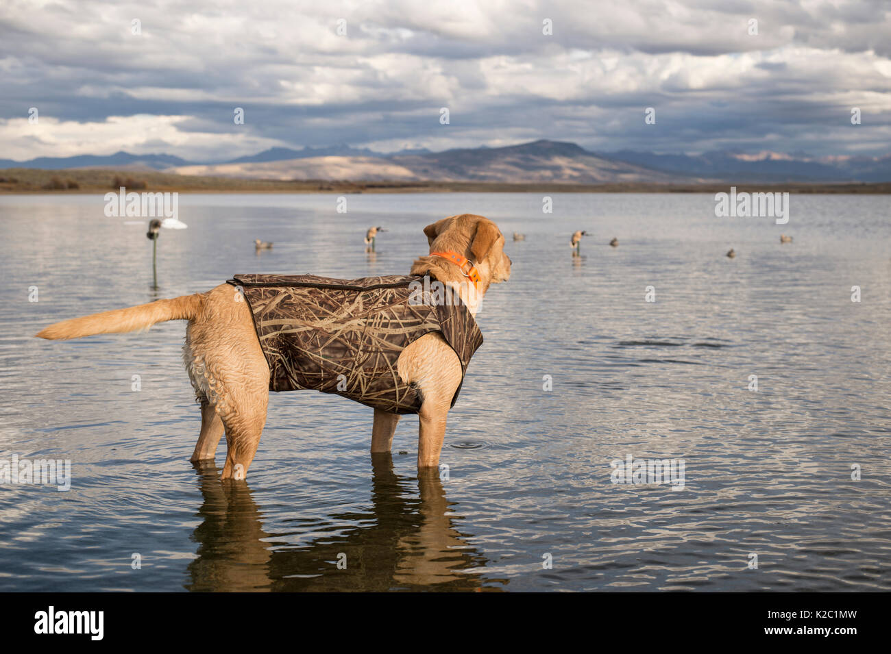 Yellow Labrador Retriever standing in a lake with decoys during duck hunting season near Walden, Colorado Stock Photo