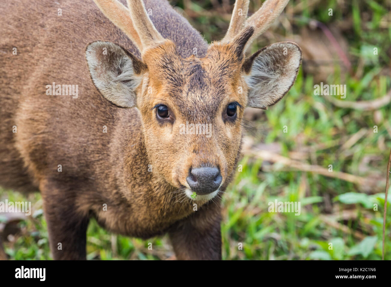 The Indian hog deer (Hyelaphus porcinus) is abundantly seen in Kaziranga National Park, Assam, India. Stock Photo