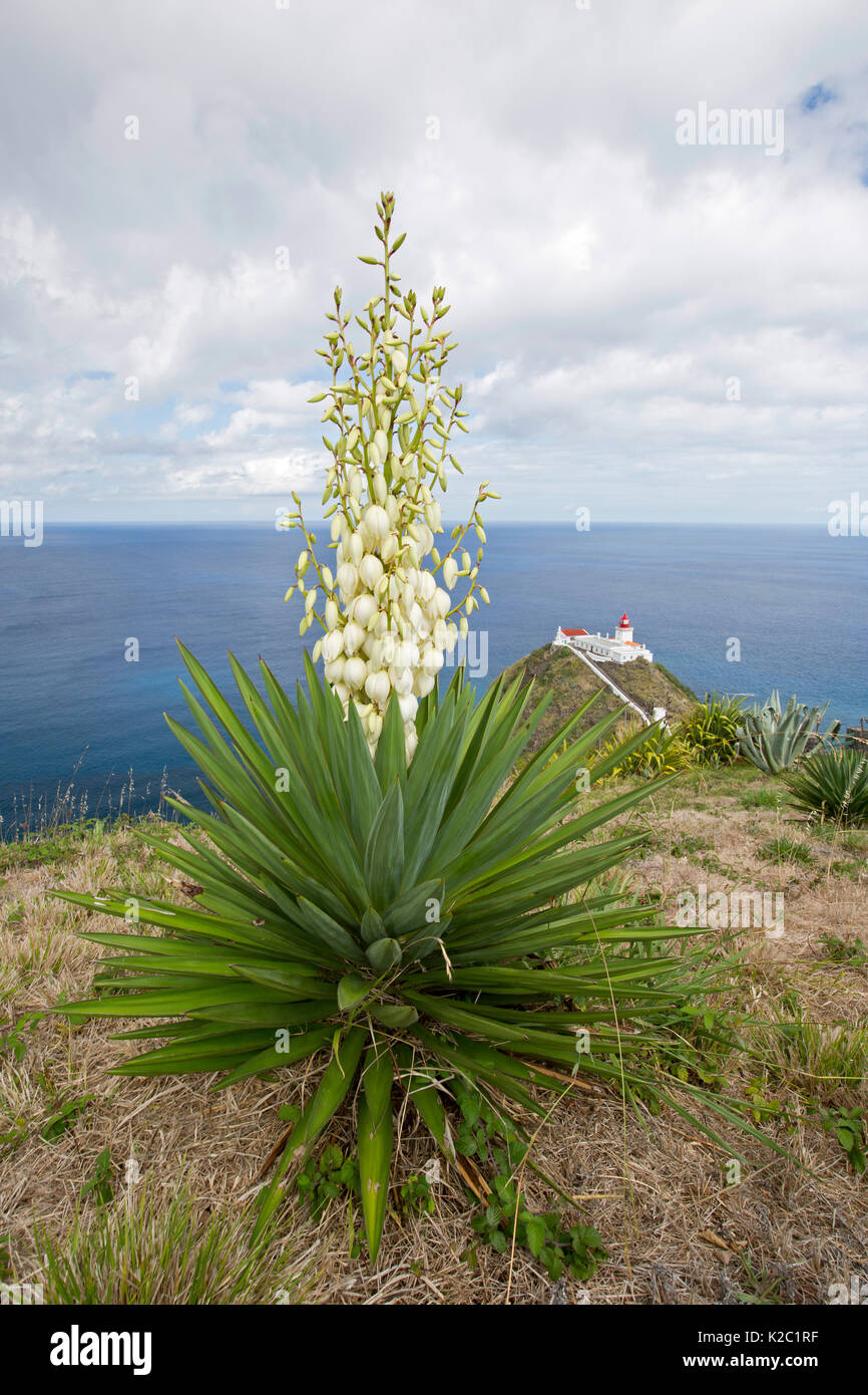 Spanish bayonet (Yucca aloifolia) Santa Maria Island, Azores, Atlantic Ocean Stock Photo