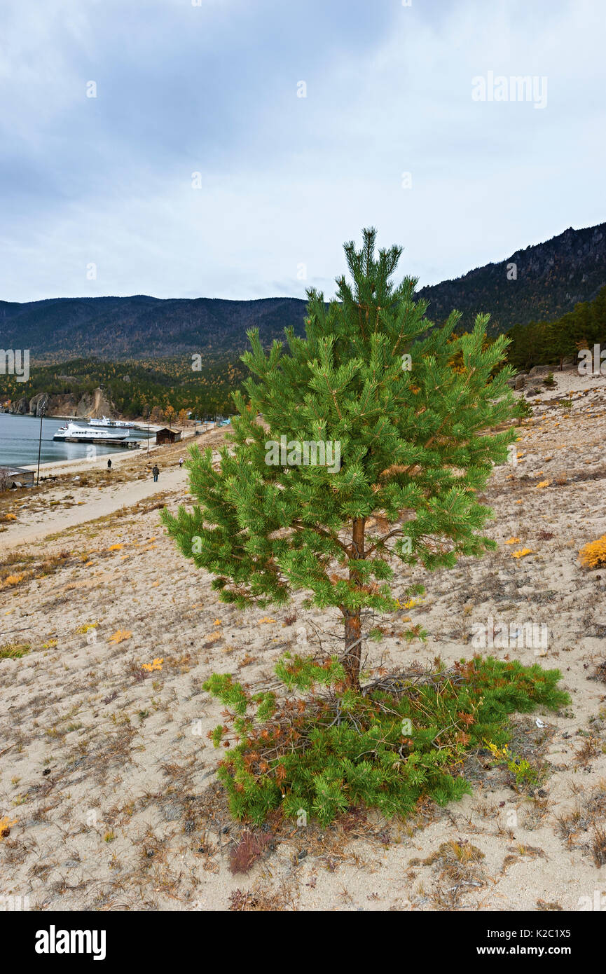 Pine tree (Pinus sp) growing in sandy bay of Lake Baikal,  Irkutsk, Russia. October 2014. Stock Photo
