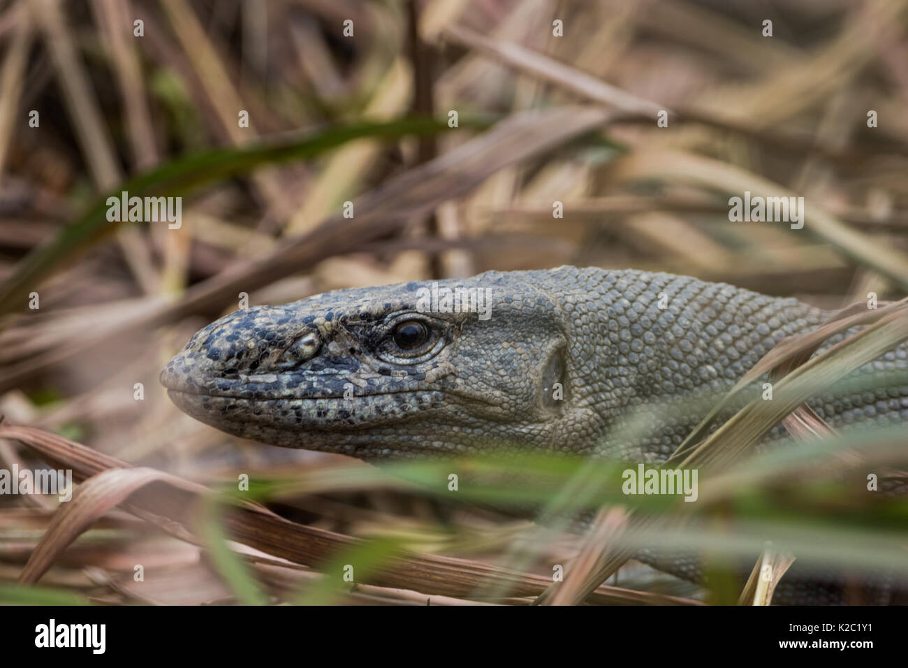 The Indian monitor Lizard (Varanus bengalensis) in the grasses of the