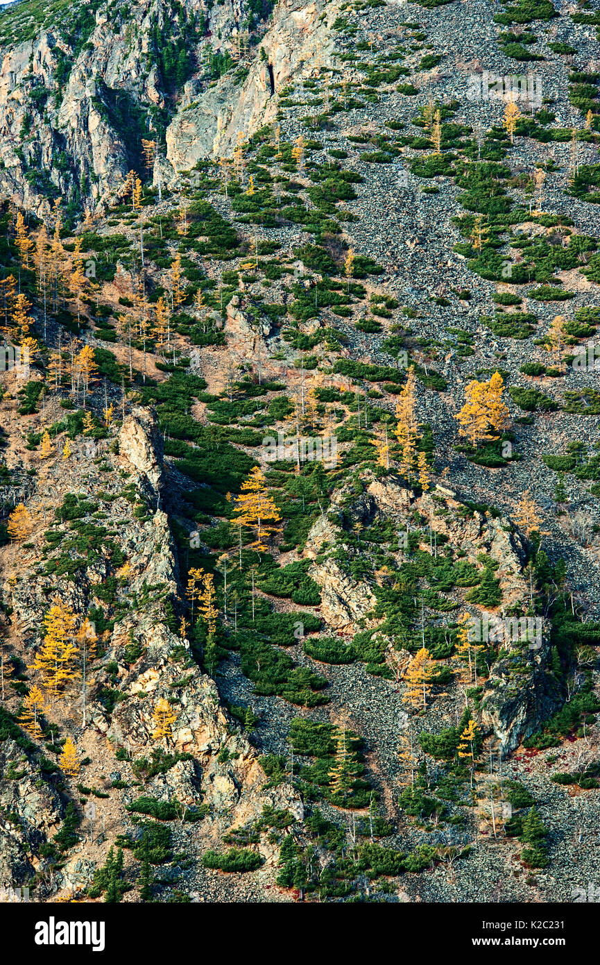 Larch woodland on rocky mountain slope, 'Brown Bear Coast', Baikalo-Lensky Nature Reserve, Lake Baikal, Siberia, Russia, September 2013. Stock Photo