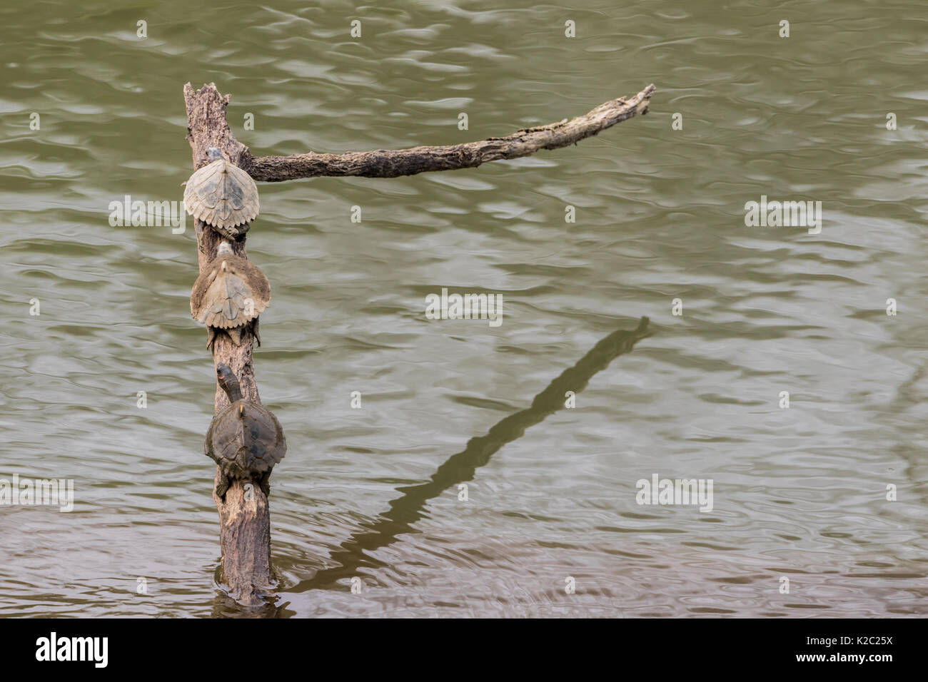 The Assam Roofed Turtle Pangshura Sylhetensis Also Known As Sylhet Roofed Turtle In The 