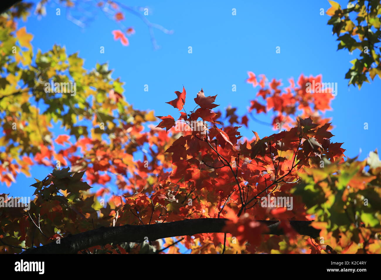 autumn maple leaves change to red Stock Photo
