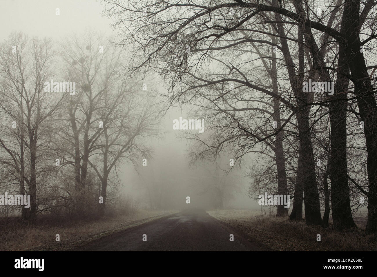 Foggy Road And Trees Mysterious Forest Background Early Morning Stock Photo Alamy