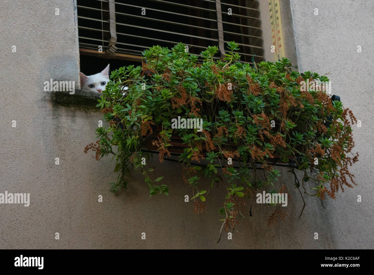 Observant white cat, lying down relaxing in a window, looking from behind a plant on a window sill in Orvieto, Umbria region, Italy Stock Photo